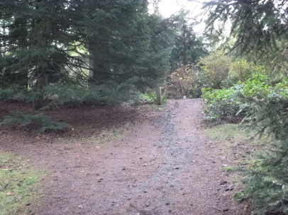 End of Spruce Trail with slight slope